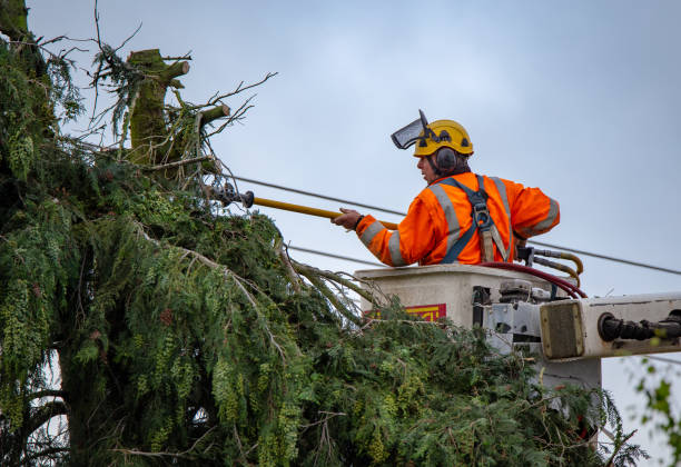 New Kensington, PA Tree Services Company